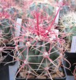 /album/mexiko/ferocactus-peninsulae-x-gracilis-jpg/